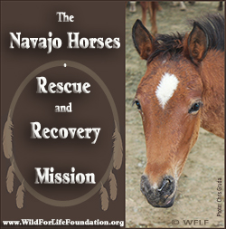 Navajo Horse Mission